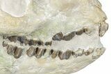 Fossil Oreodont (Merycoidodon) Skull - South Dakota #285132-9